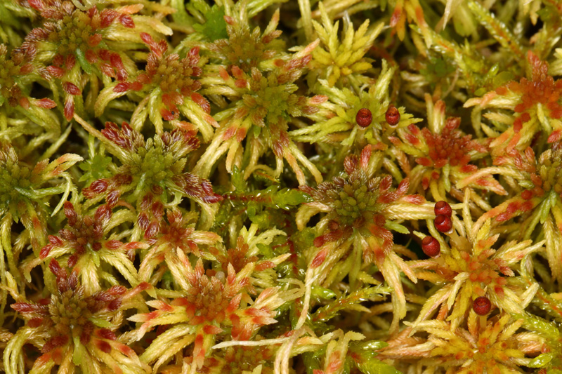 Sphagnum russowii
